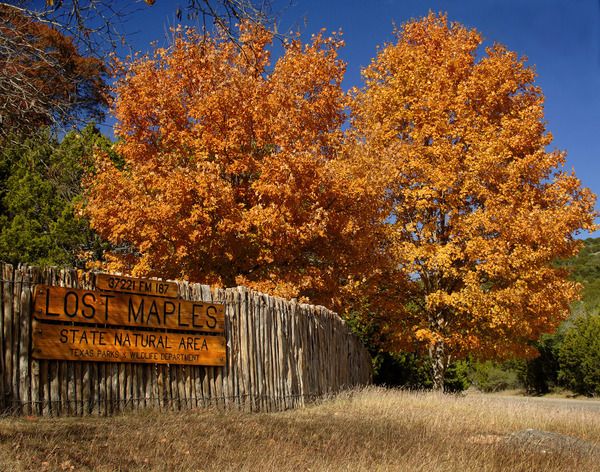 Lost Maples State Natural Area